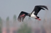 Barza neagră (ciconia nigra)