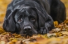 Labrador negru