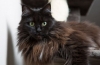 Maine coon negru