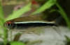 Neon negru (hyphessobrycon herbertaxelrodi)