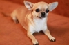 Descrierea rasei chihuahua, caracteristicile caracterului ei