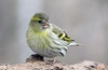 Siskin (lat. Carduelis spinus)