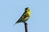 Siskin-pasăre - aspect, habitat, reguli de păstrare acasă