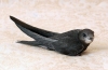 Swift negru (apus apus)