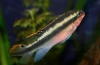 Papagalii ciclide (pelvicachromis pulcher)