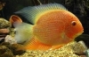 Cichlozoma severum