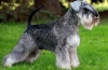 Schnauzer miniatural sau schnauzer pitic