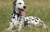 Dalmatian