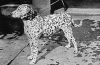 Dalmatian