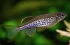 Danio leopard