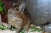 Degu sau veverita chiliana