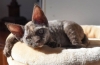 Devon rex