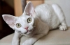 Devon rex: descrierea pisicilor din devonshire, caracteristici de îngrijire și caracter