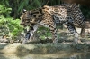 Ocelot pisică sălbatică-leopard - habitat, specie, reproducere, nutriție, posibilitate de domesticire