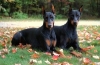 Doberman - caracteristicile rasei, descrierea rasei doberman, îngrijire