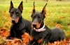 Doberman: istorie de origine, trăsături ale creșterii, caracter