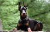 Doberman pinscher: descrierea rasei