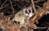 Pet galago - descriere, caracteristici, îngrijire și întreținere