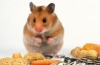 Hamsterii de uz casnic: ce mănâncă animalele de companie?