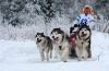 Cea mai veche rasă de câini din alaska sau malamute