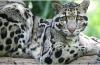 Leopard înnorat, descriere, gamă, mâncare, inamici