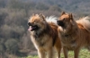 Eurasier: descrierea rasei, sfaturi privind alegerea și îngrijirea