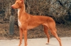 Pharaoh hound este o rasă care își conduce istoria de pe vremea piramidelor egiptene antice