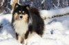 Lapphund finlandez