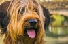 Briard francez - minunat ciobanesc shaggy