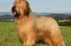 Briard francez