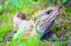 Tuatara sau tuatara