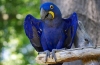 Hyacinth macaw - habitat, natură, caracteristici ale conținutului și dieta