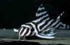 Hypancistrus zebra l046 - somn numerotat