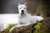 Dogo argentino: caracteristicile rasei