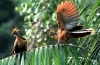 Hoatzin