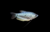 Gourami albastru sau pătat (trichogaster trichopterus)