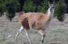 Guanaco (lat. Lama guanicoe)