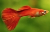 Guppy (poecilia reticulata)