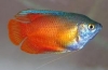 Miere gourami