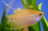 Gourami auriu sau galben: caracteristici ale conținutului din acvariu