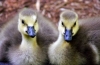 Goslings crescuți în regiunea kurgan