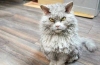 Caracteristicile pisicilor selkirk rex