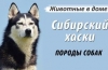 Husky: caracteristicile rasei, descrierea caracteristicilor conținutului