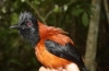 Crested pitohui