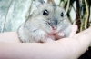 Hamster campbell