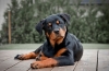 Un apărător curajos și un prieten loial - totul este despre rottweiler