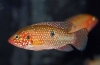 Chromis-frumos (hemichromis bimaculatus)