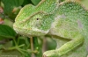 Cameleon indian (chamaeleon zeylanicus)