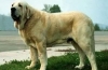 Mastiff spaniol