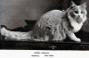 Istoria pisicilor maine coon